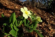 84 Prima primula del 2018 !